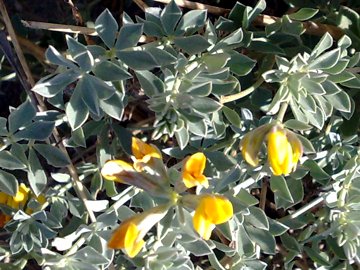 Un Lotus a Latina e uno a Catania